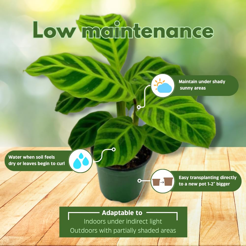 BubbleBlooms Calathea Assortment in 4 inch Pots Set of 5 Prayer Plants