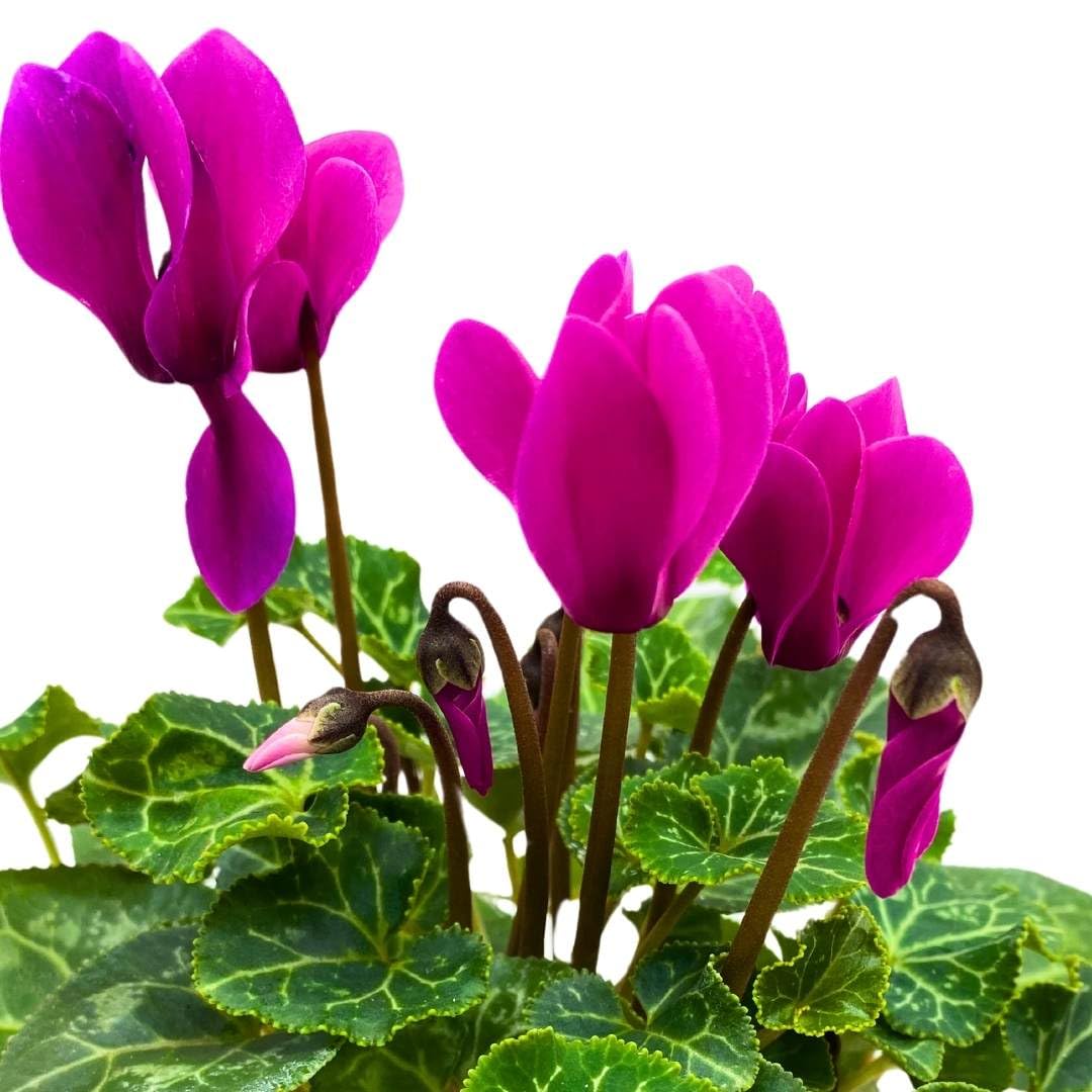 BubbleBlooms Flowering Cyclamen persicum in a 4 inch Pot Sowbread Alpine Persian Violet Mother's Day Plant