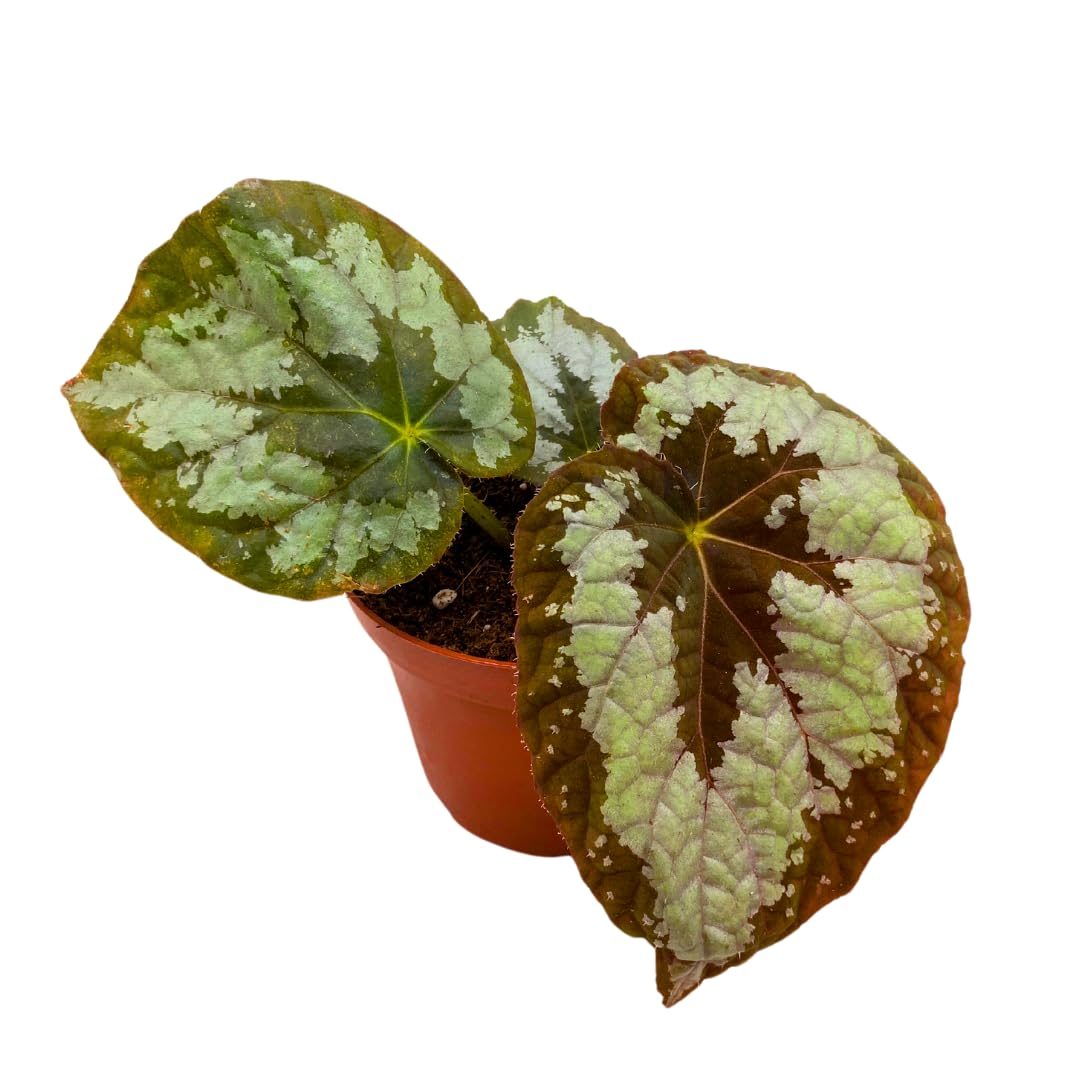 Harmony Foliage Mariana's Monster Begonia Rex 4 inch Big Green Monster Giant Leaf