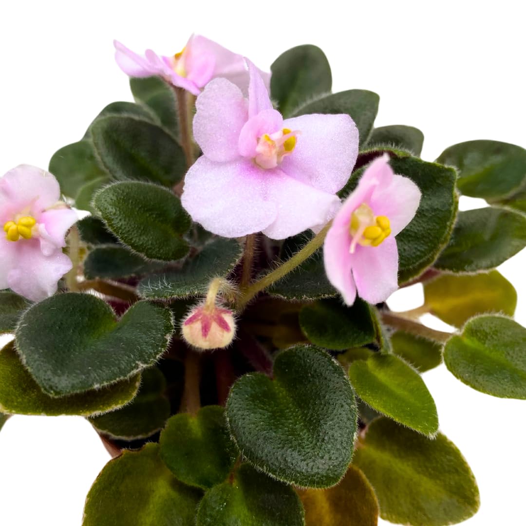 Harmony Foliage Mini African Violet Cajun's Lil Joy 2 inch Pink Flower