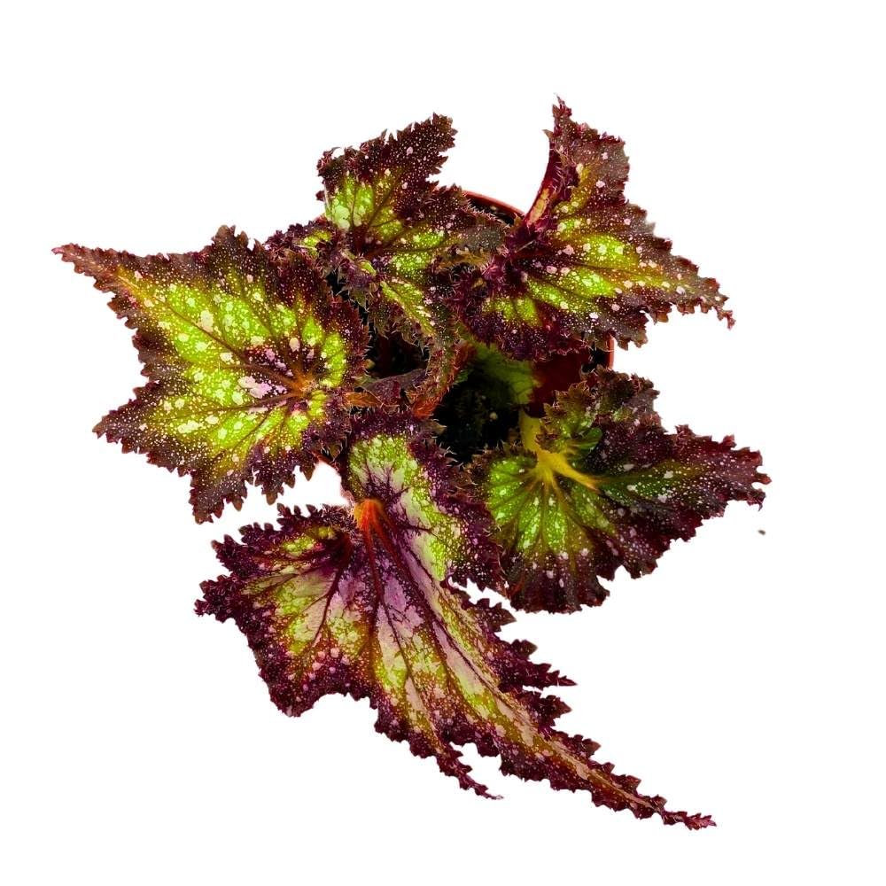 Harmony's Star Dragon Begonia Rex, 4 inch Purple with Green Spotty, Jagged Leaf