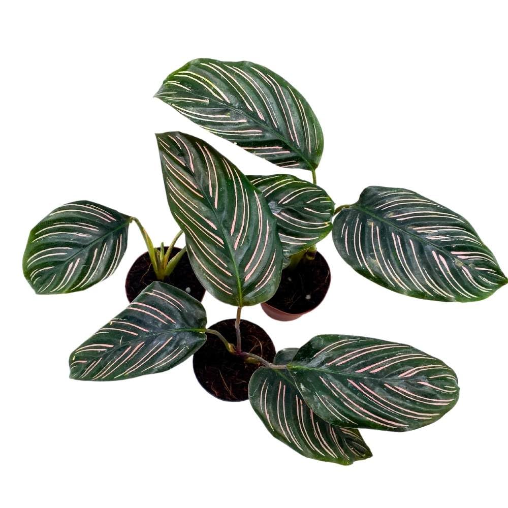 Calathea Ornata Pinstripe 2 inch Set of 3 Prayer Plant Tiny Mini Pixie Plants