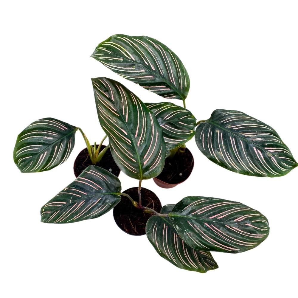 BubbleBlooms Calathea Ornata Pinstripe 2 inch Set of 3 Prayer Plant Tiny Mini Pixie Plants