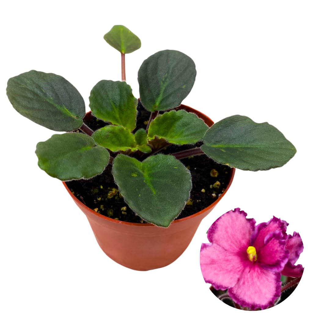 Harmony Foliage African Violet Painted Desert 4 inch Red Pink Flower