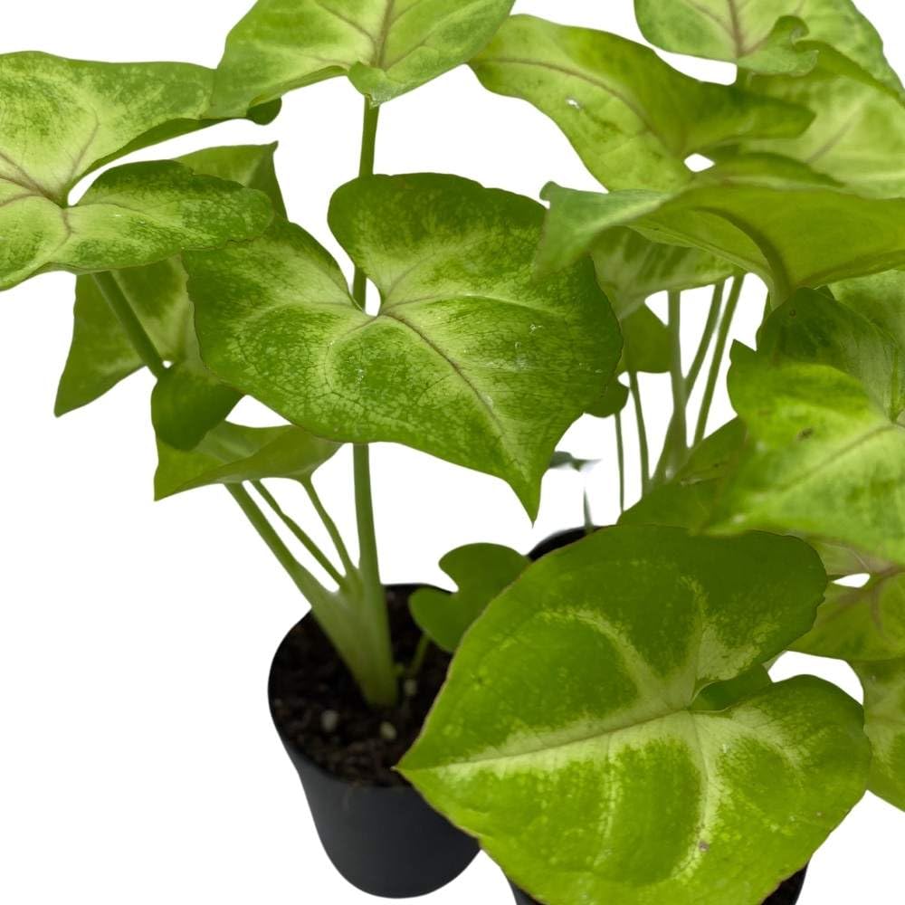 Syngonium Cream Golden Allusion, 2 inch Set of 3, Podophyllum Arrowhead Vine Tiny Mini Pixie Plants