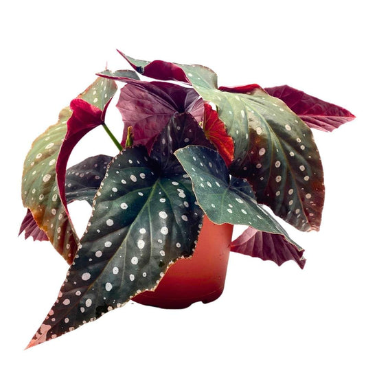 Harmony's Tsunami Angel Wing Cane Begonia 6 inch Large Long Leaf Polka dot Border