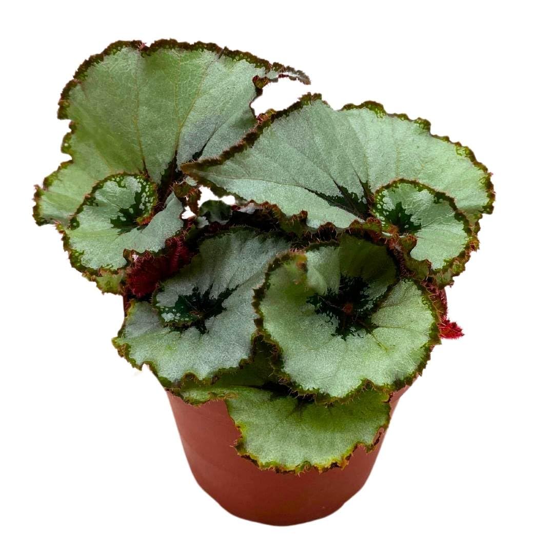 Begonia Rex Java Escargot in a 4 inch Pot Gray Spiral