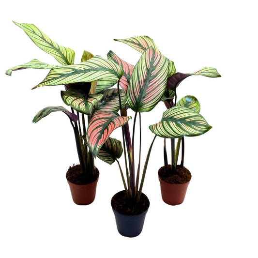 Calathea Majestica White Star, 2 inch Set of 3 Tiny Mini Pixie Plants