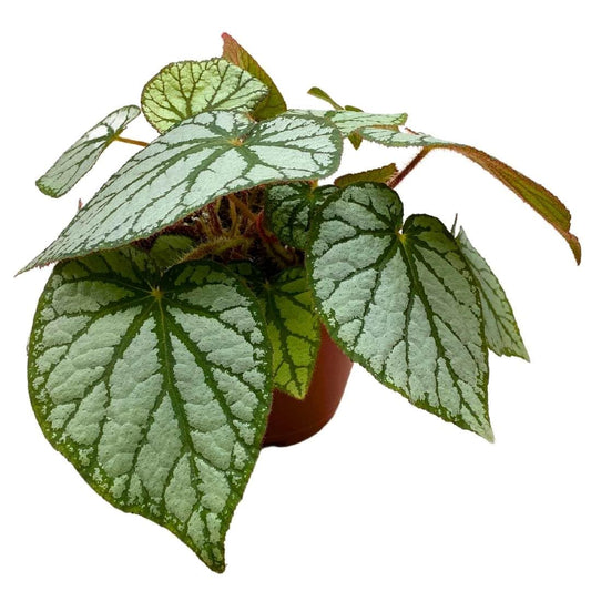 Harmony Foliage Begonia U400 4 inch Rhizomatous