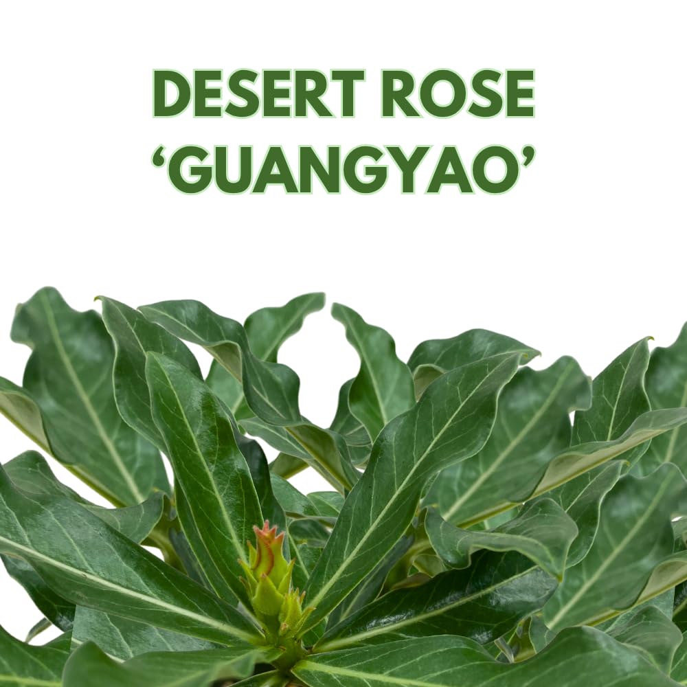 BubbleBlooms Desert Rose Guangyao in a 4 inch Pot Extremely Rare Flower