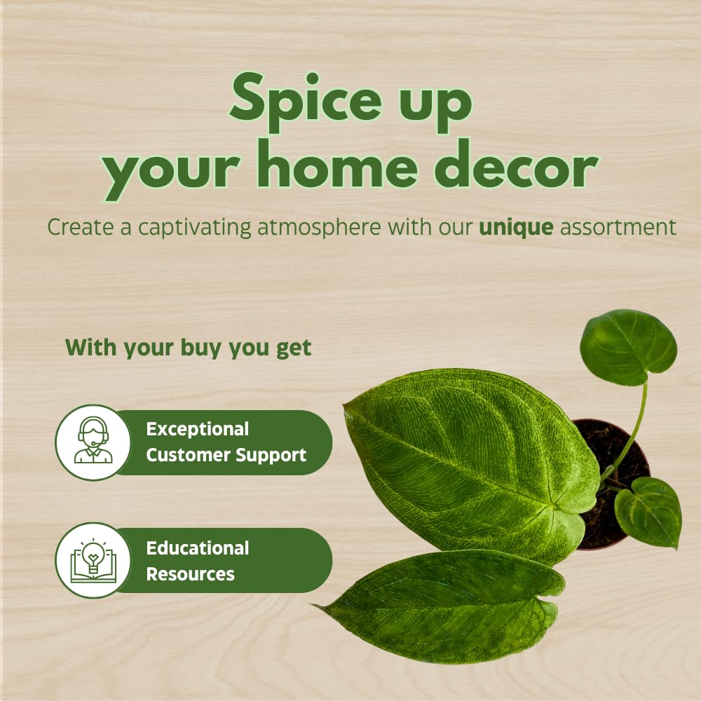 BubbleBlooms Syngonium Chapense in a 2 inch Pot Tiny Minie Pixie Plant