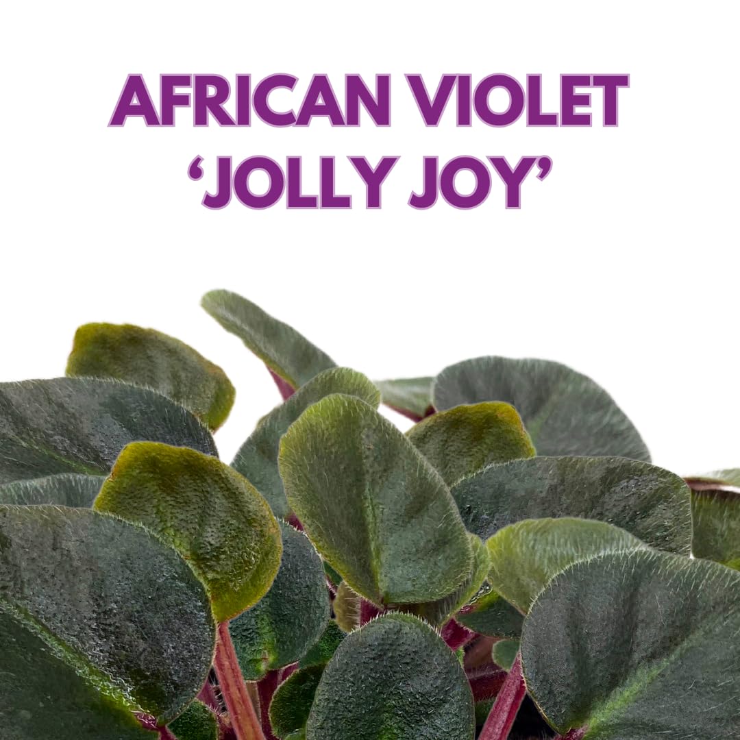 Harmony Foliage Mini African Violet Jolly Joy 2 inch Reddish Pink Flower