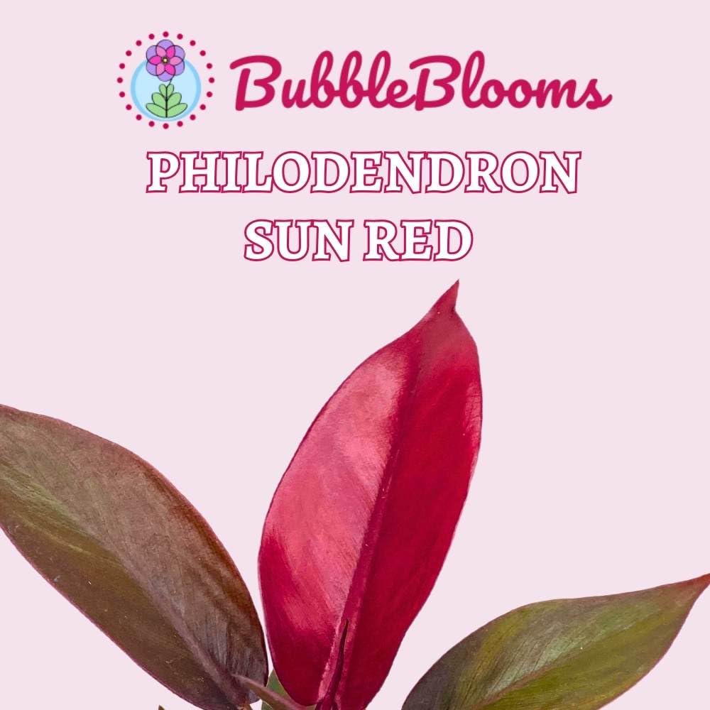 BubbleBlooms Sun Red Philodendron in a 4 inch Pot Bright Red Philo