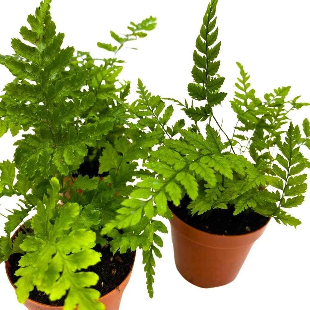 Autumn Fern 2 inch Set of 3 Dryopteris erythrosora Tiny Mini Pixie Plants