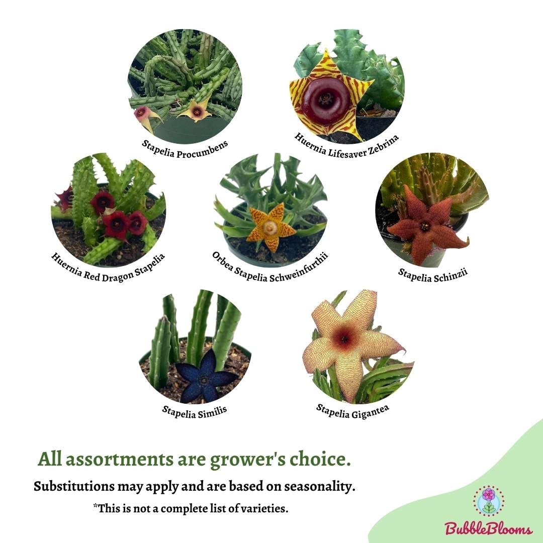 BubbleBlooms Huernia Stapelia Assortment - Thumbnail 3