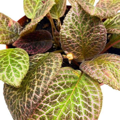 Harmony Foliage Episcia Pink Acajou Flame Violet 6 inch