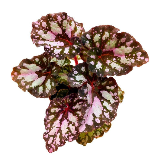 Harmony's Twisted Sister Begonia Rex, 4 inch Pink Blush with Spotty White Dots