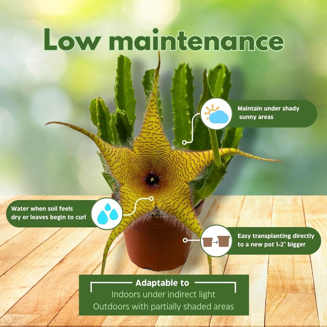 BubbleBlooms Stapelia gigantea, Giant Starfish Flower, Rare Huernia, Zulu Carrion Giant Plant, 4 inch Pot