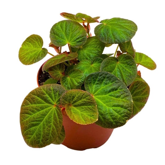 Harmony Foliage Begonia Manaus 4 inch Rhizomatous Fuzzy