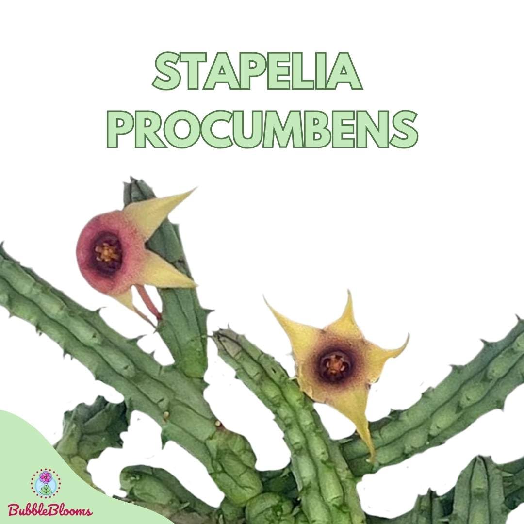 Stapelia Procumbens, 4 inch, Huernia Procumbus, Starfish Cactus Orbea