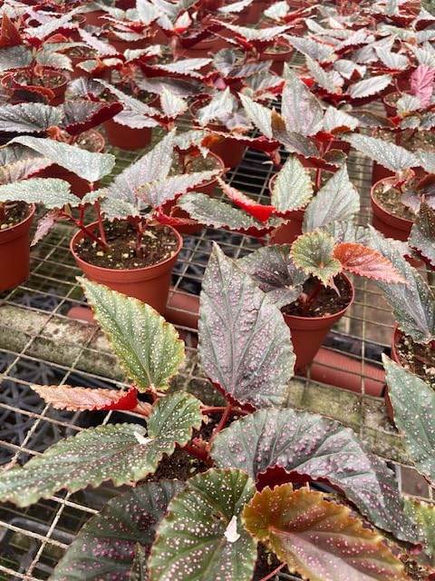 Harmony Foliage Begonia Pink Maculata Polka dot Angel Wing in 4 inch pots 15-Pack Bulk Wholesale