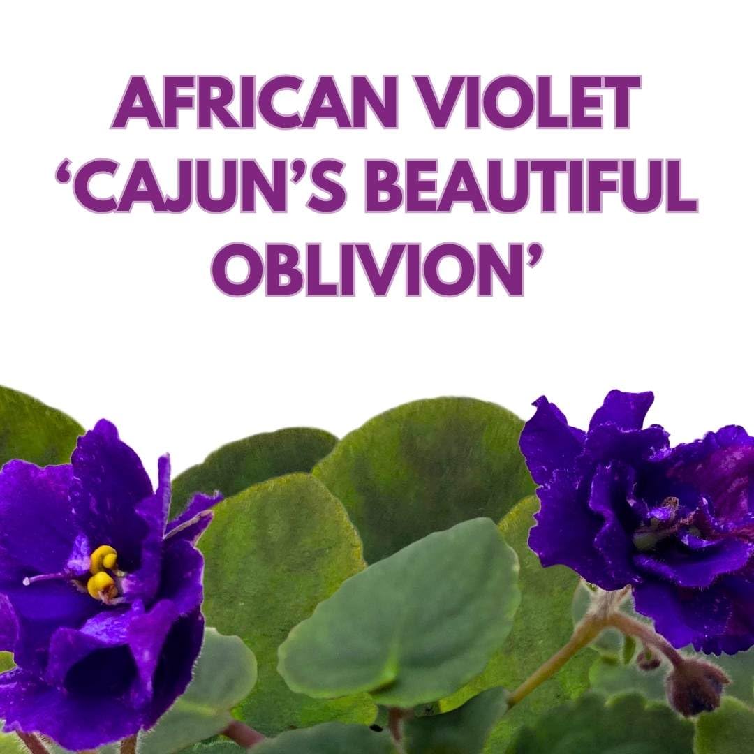 Harmony Foliage African Violet Cajun's Beautiful Oblivion in a 4 inch Pot Blue Flower