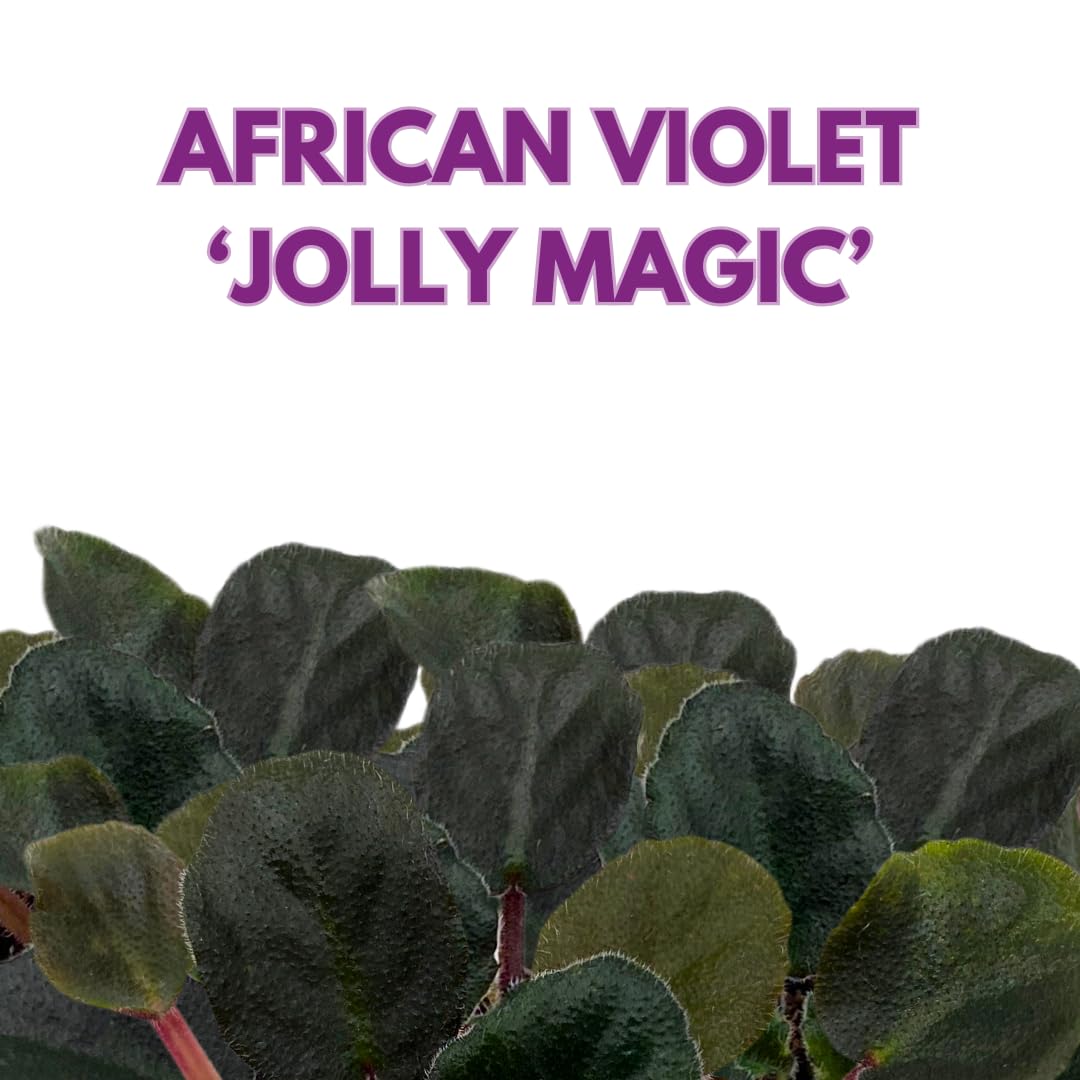 Harmony Foliage Mini African Violet Jolly Magic 2 inch Fuscia Flower