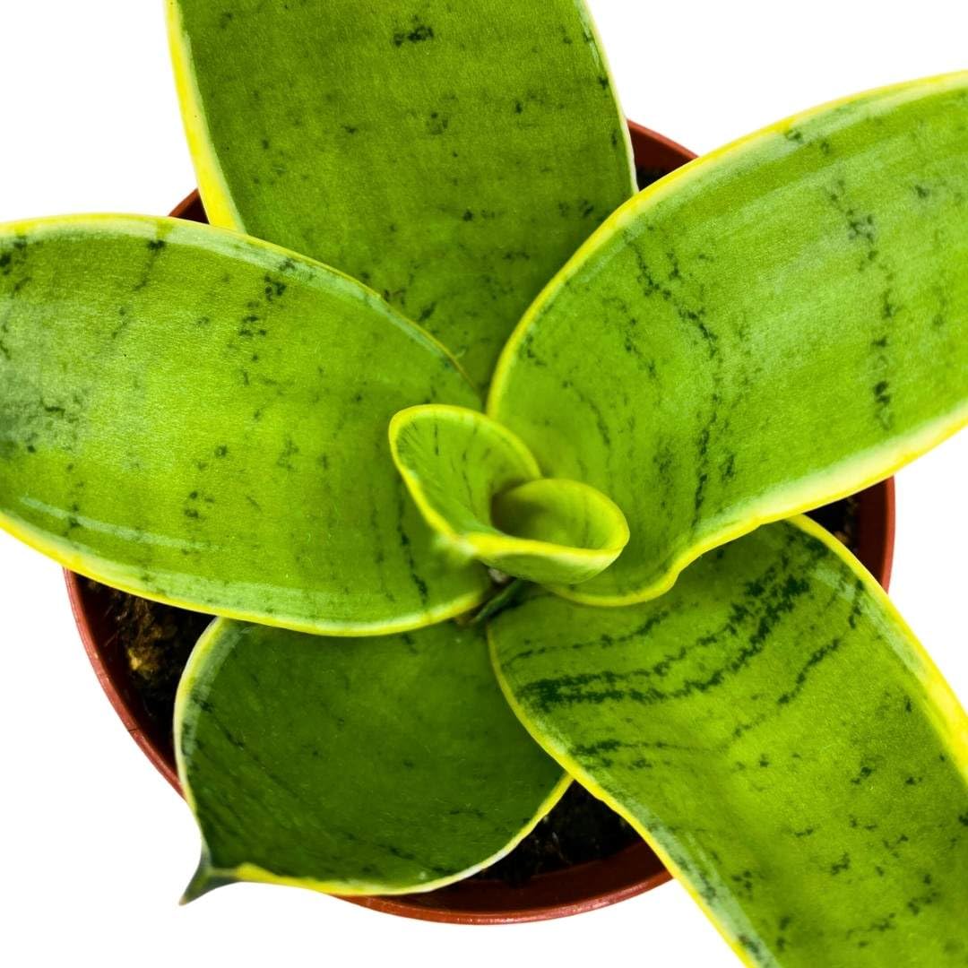 BubbleBlooms Sansevieria Silver Marginata in a 4 inch Pot