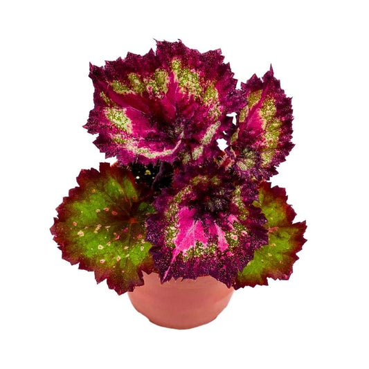 Harmony's Love Hurts Begonia Rex 4 inch Pink Splashy Spiral