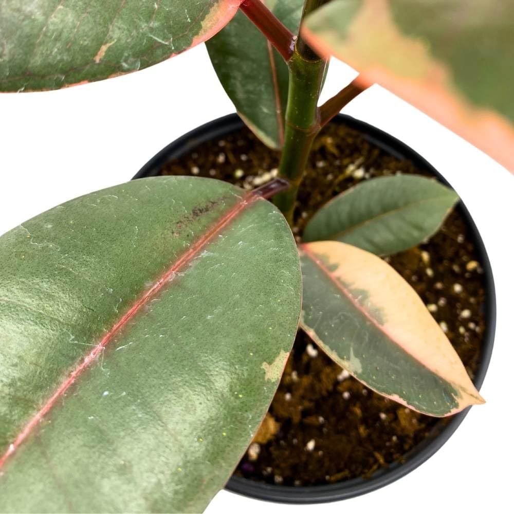 Ficus elastica Ruby Tricolor 6 inch India Rubber Tree Decora Fig Plant