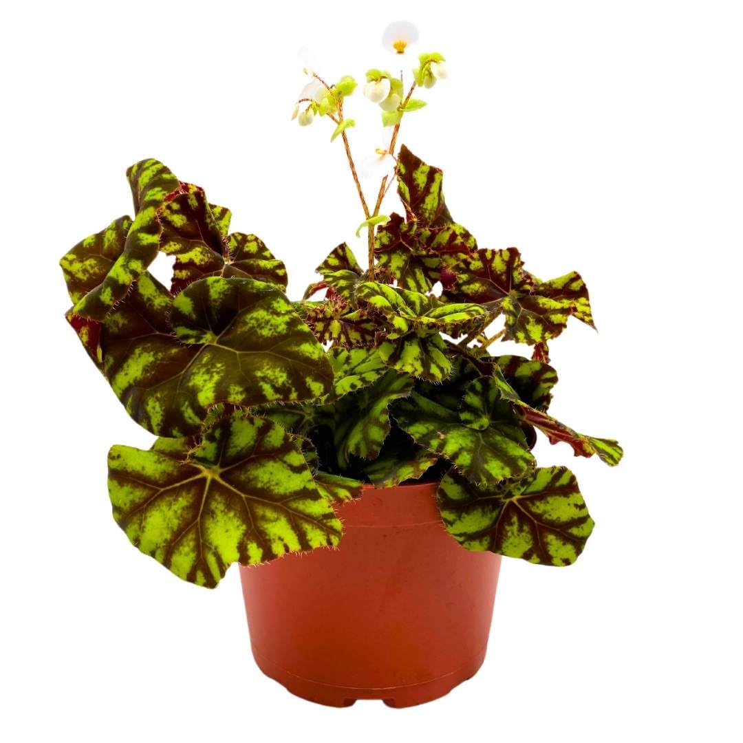 Begonia Zumba Rhizomatous Rhizo in a 6 inch Green Yellow Round Leaves