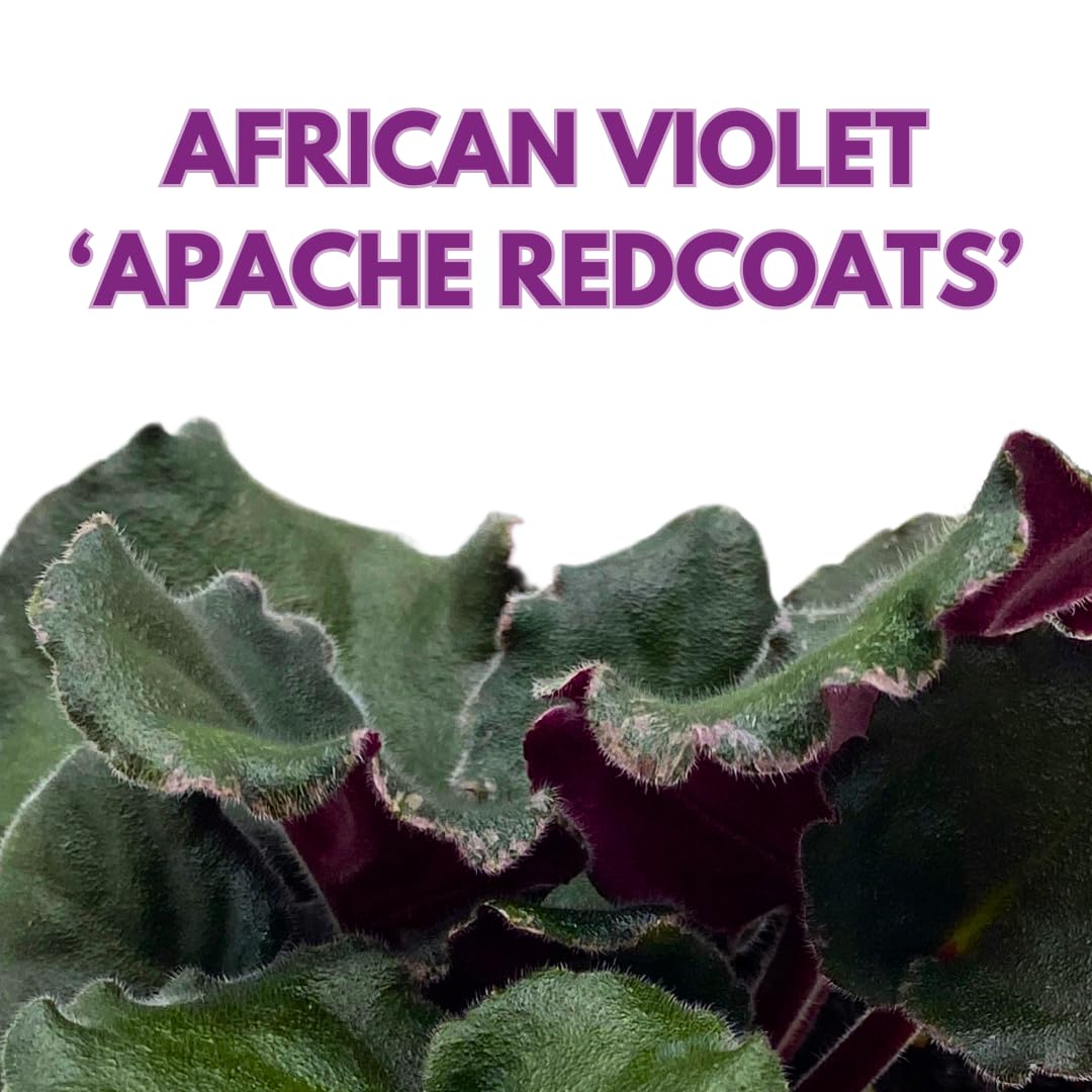 Harmony Foliage African Violet Apache Redcoats 4 inch Pink Flower