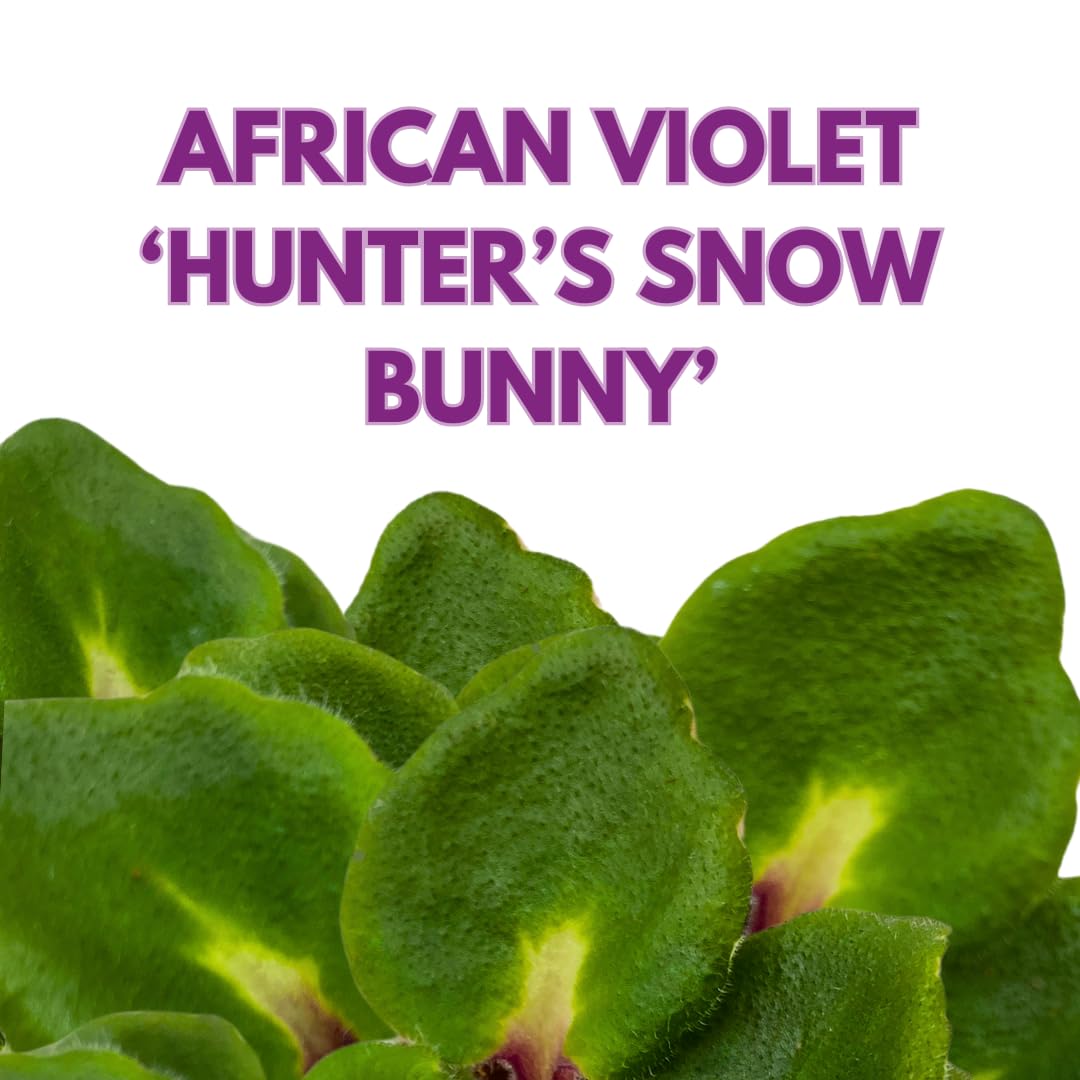 Harmony Foliage Mini African Violet Hunter's Snow Bunny 2 inch White Pink Flower