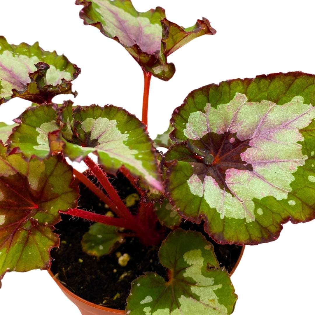 Harmony Foliage Begonia Rex Harmony's Green Phantom 4 inch