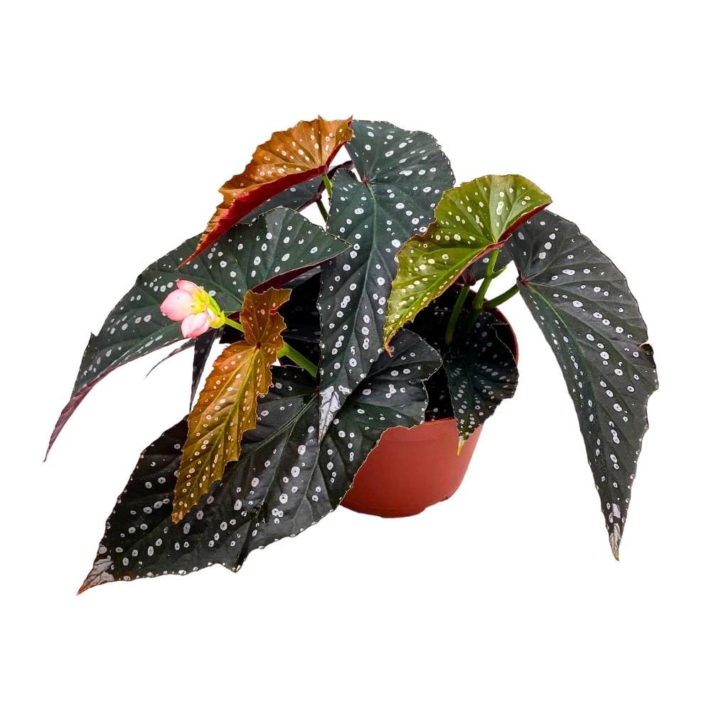 Harmony's Ninja Angel Wing, 6 inch Cane Begonia Large Silver Tip Pink Flower Polkadot