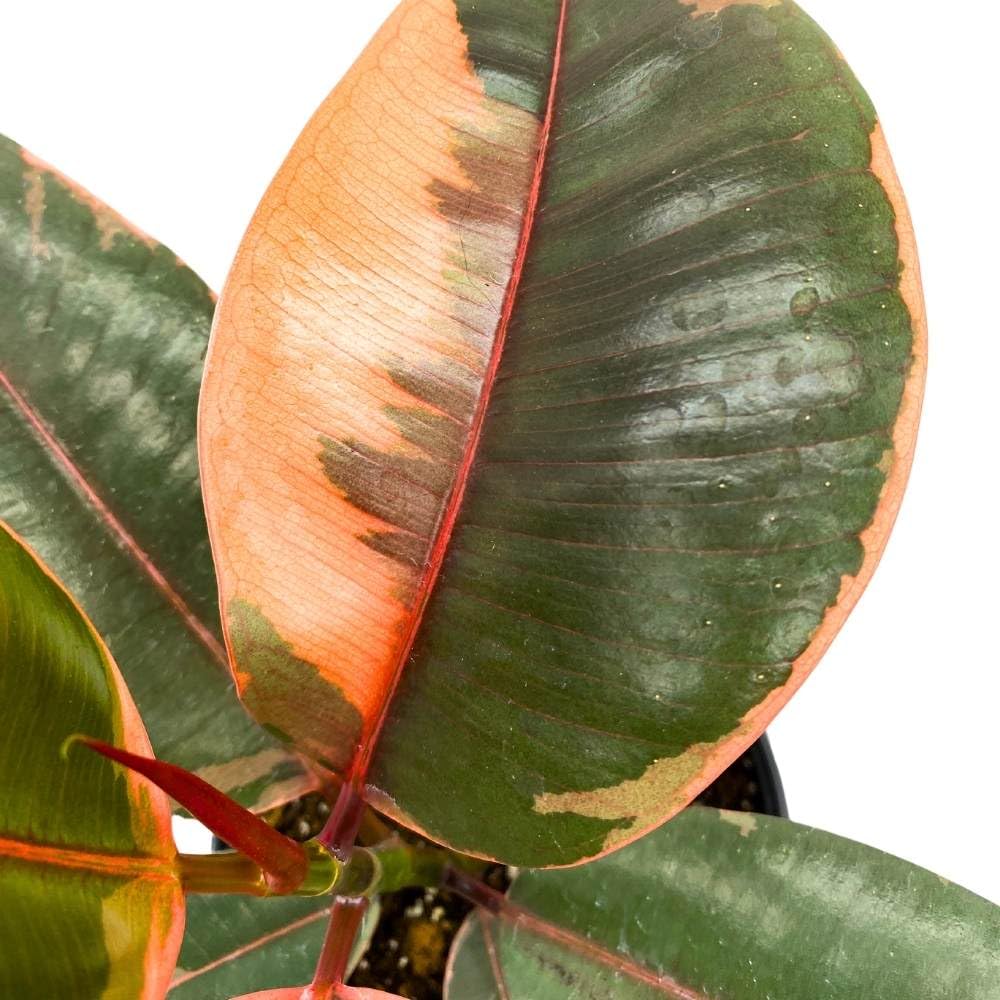 Ficus elastica Ruby Tricolor 6 inch India Rubber Tree Decora Fig Plant