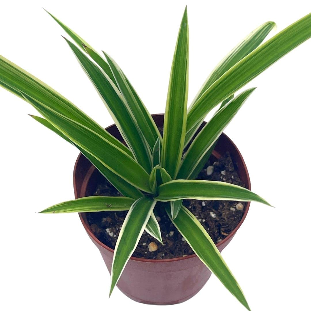 spider yucca plant BubbleBlooms Spider Plant, Chlorophytum comosum, Limited, in a 2 inch – Florida House Plants
