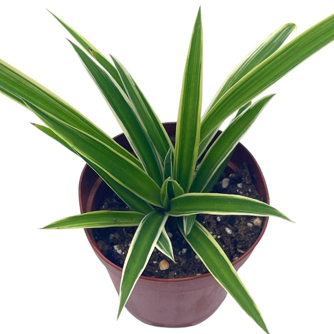 Spider Plant, Chlorophytum comosum, Limited, in a 2 inch Pot Tiny Mini Pixie Plant