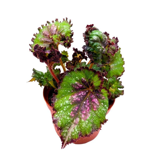 Harmony's Magic Dragon Begonia Rex 6 inch Purple Splash