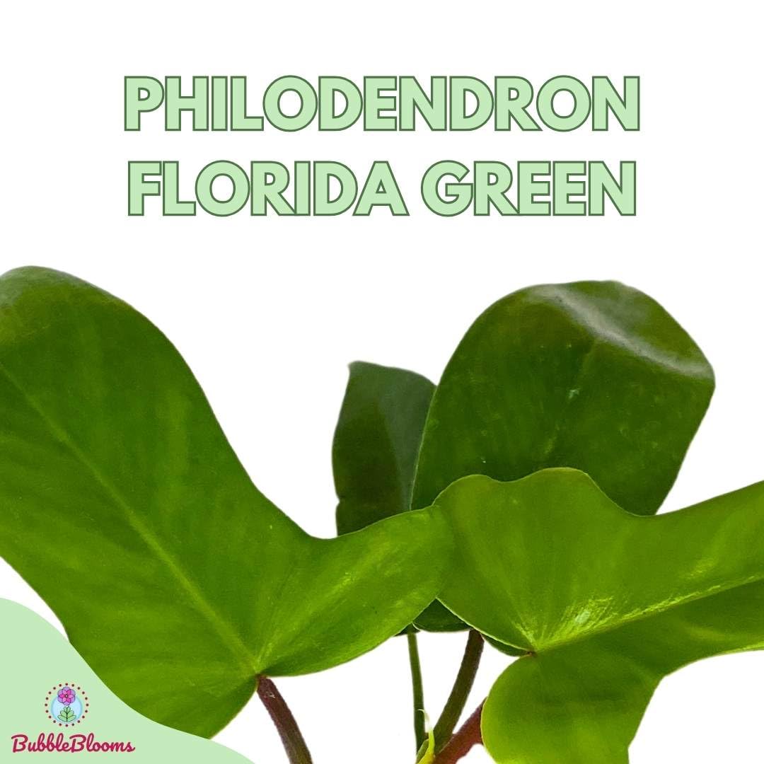 BubbleBlooms Philo Florida Green, 4 inch Philodendron Pedatum