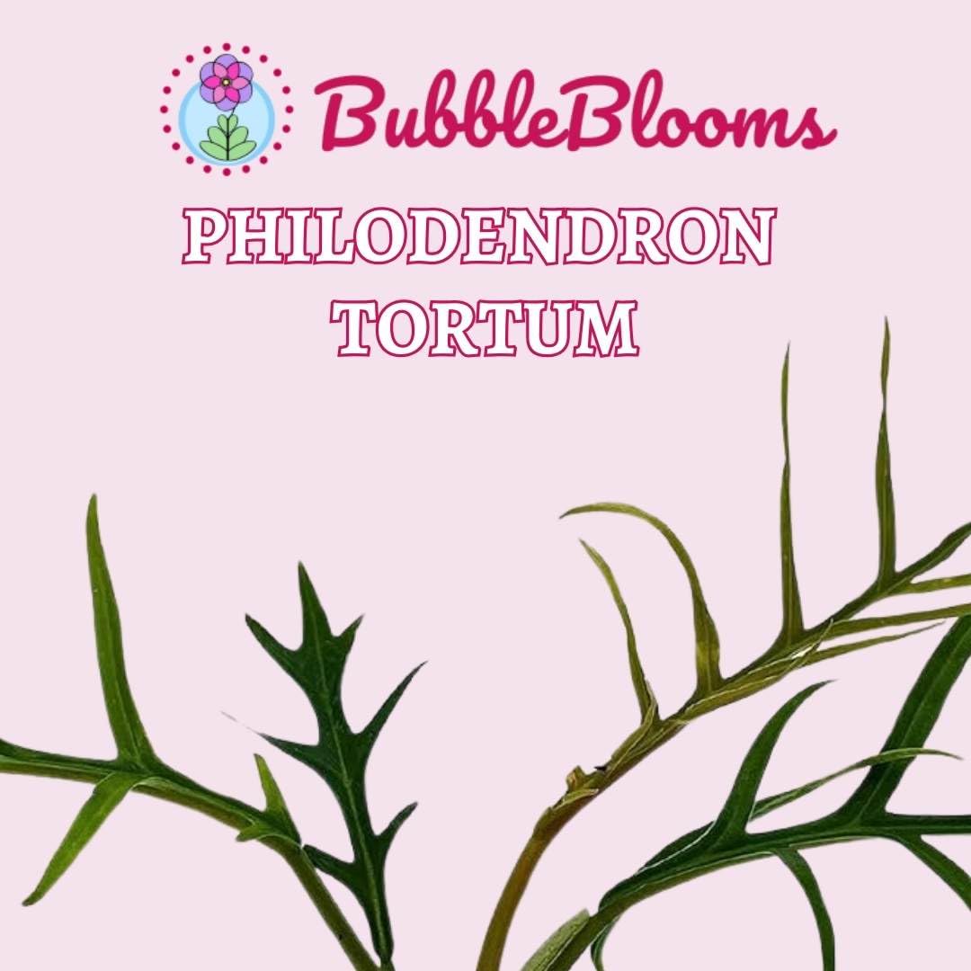 Philodendron Tortum 2 inch Set of 3 Corkscrew Philo Elegans bipinattifidum Tiny Mini Pixie Plants