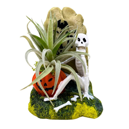 BubbleBlooms Halloween Skeleton Tombstone Air Plant Holder Resin Art Sculpture Hand Made