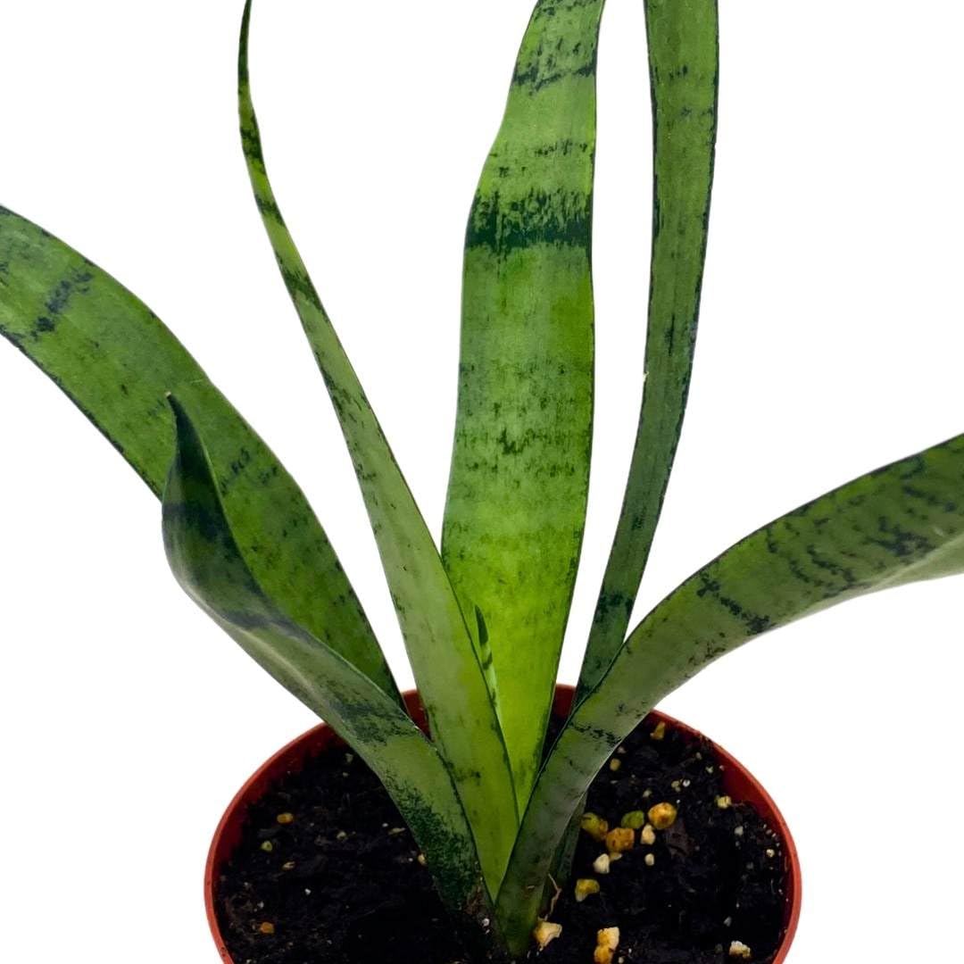 BubbleBlooms Sansevieria Silver Princess 4 inch Rare Sansevieria trifasciata Hybrid Snake Plant