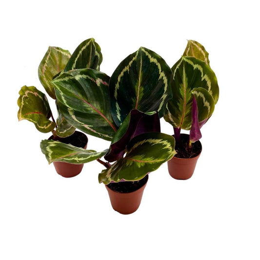 BubbleBlooms Calathea Medallion Set of 3 in 2 inch pots Tiny Mini Pixie Plant