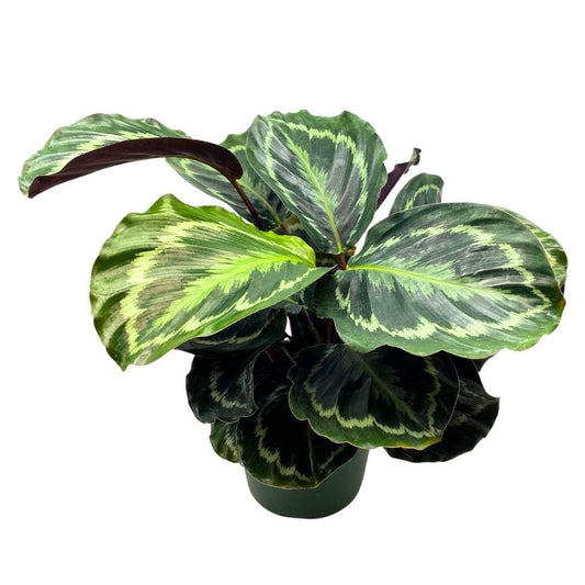 BubbleBlooms Calathea Medallion 4 inch