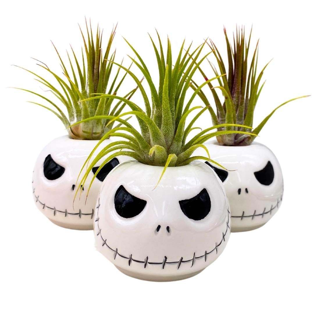 BubbleBlooms Halloween Mr. Bones Set of 3 Skull Air Plant Holder Resin Art Sculpture Hand Made