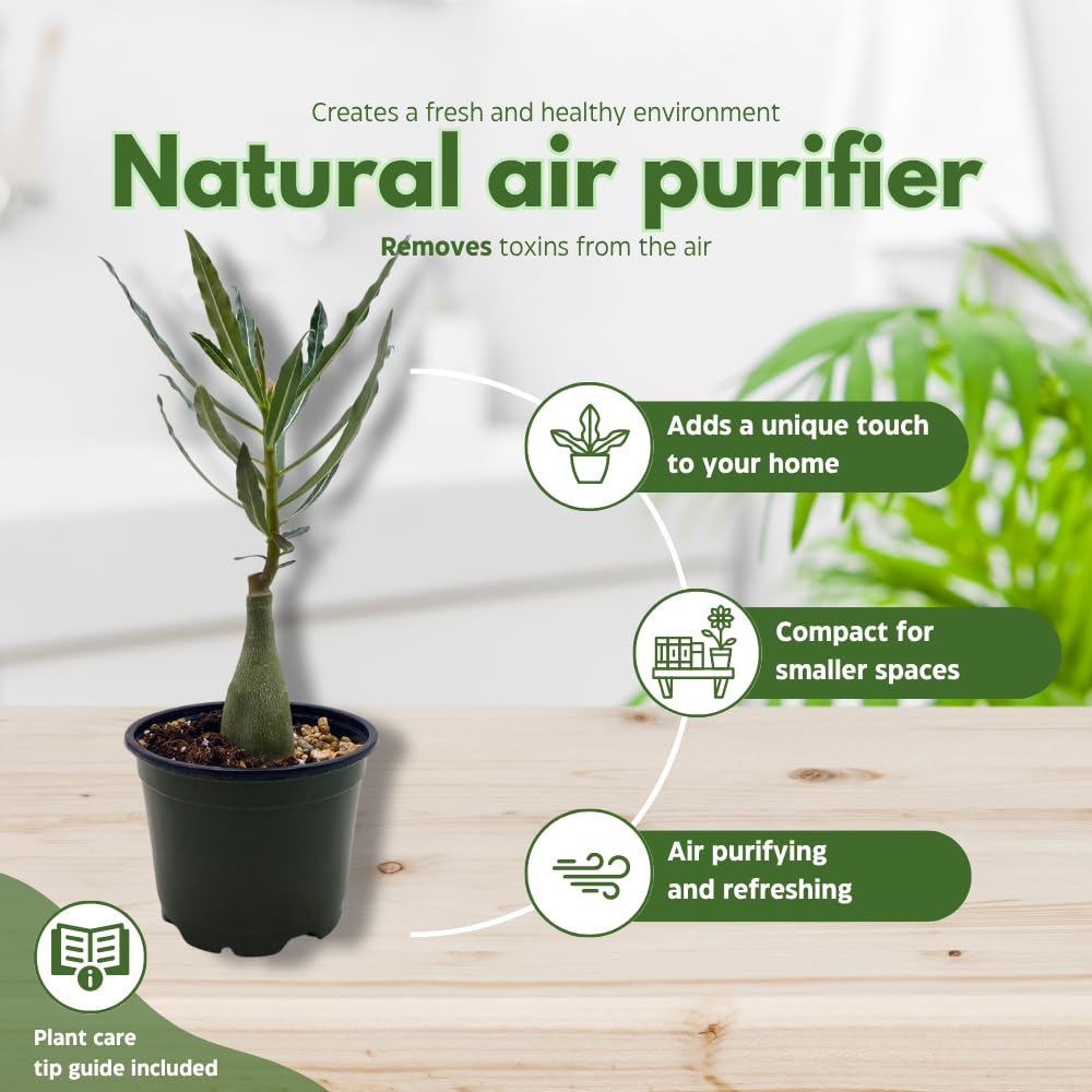 BubbleBlooms Desert Rose Perfume in a 4 inch Pot Extremely Rare Flower