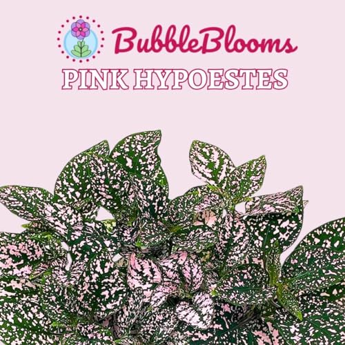 BubbleBlooms Pink Hypoestes phyllostachya 2 inch Set of 3 Flamingo Polka Dot Plant Tiny Mini Pixie Plants