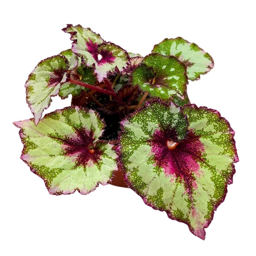 Harmony's Gift Wrap Begonia Rex 4 inch Pink Green White Dots Curly Spotted