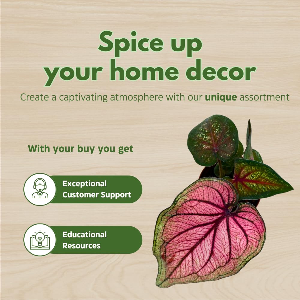 BubbleBlooms Caladium Assortment in 2 inch Pots Set of 3